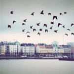 Bird flu discovered in Malmö